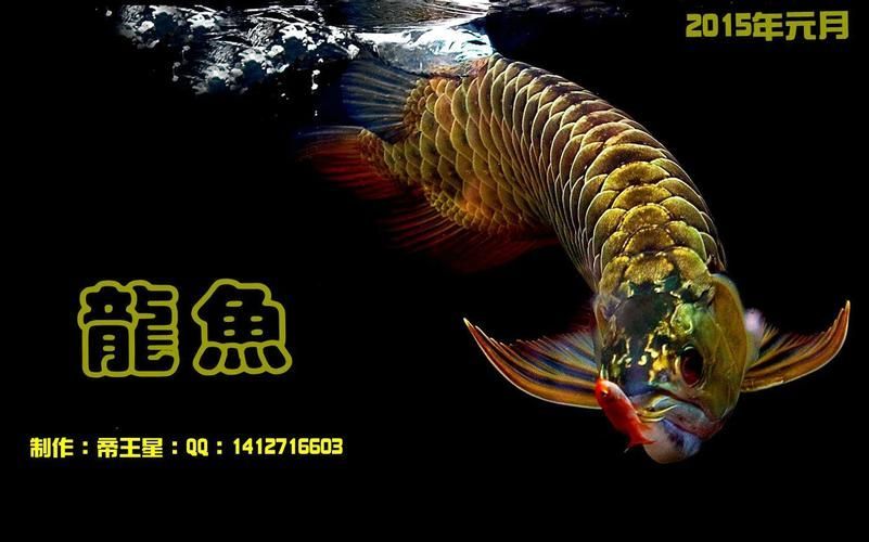 給我一些九龍魚的圖片示例，九龍魚是什么？
