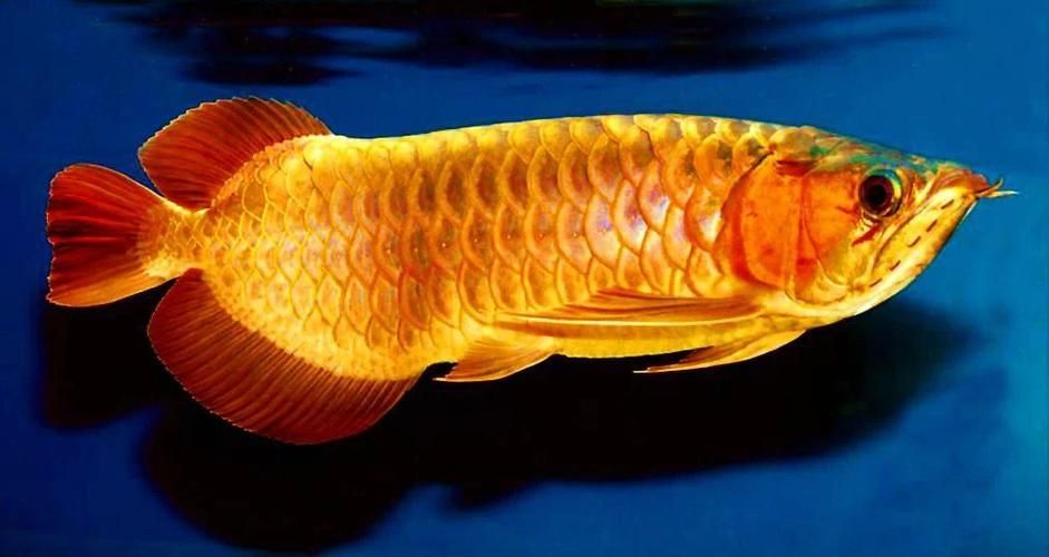給我一些九龍魚的圖片示例，九龍魚是什么？