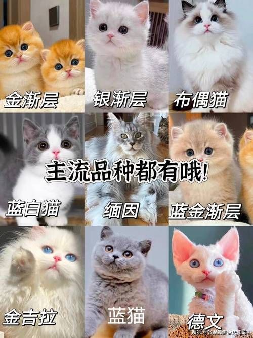 有哪些證書可以證明龍魚的品質，龍魚品質認證的證書