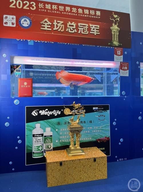 有哪些證書可以證明龍魚的品質，龍魚品質認證的證書