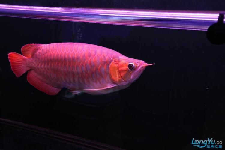 雄縣龍魚市場有哪些熱門品種，雄縣龍魚市場哪個品種最受歡迎