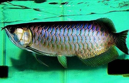 雄縣龍魚市場有哪些熱門品種，雄縣龍魚市場哪個品種最受歡迎