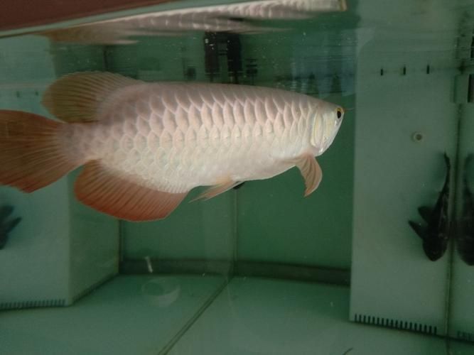 潁上龍魚的市場價(jià)格走勢如何，潁上龍魚市場價(jià)格有望保持穩(wěn)定或呈現(xiàn)潁上龍魚的品相