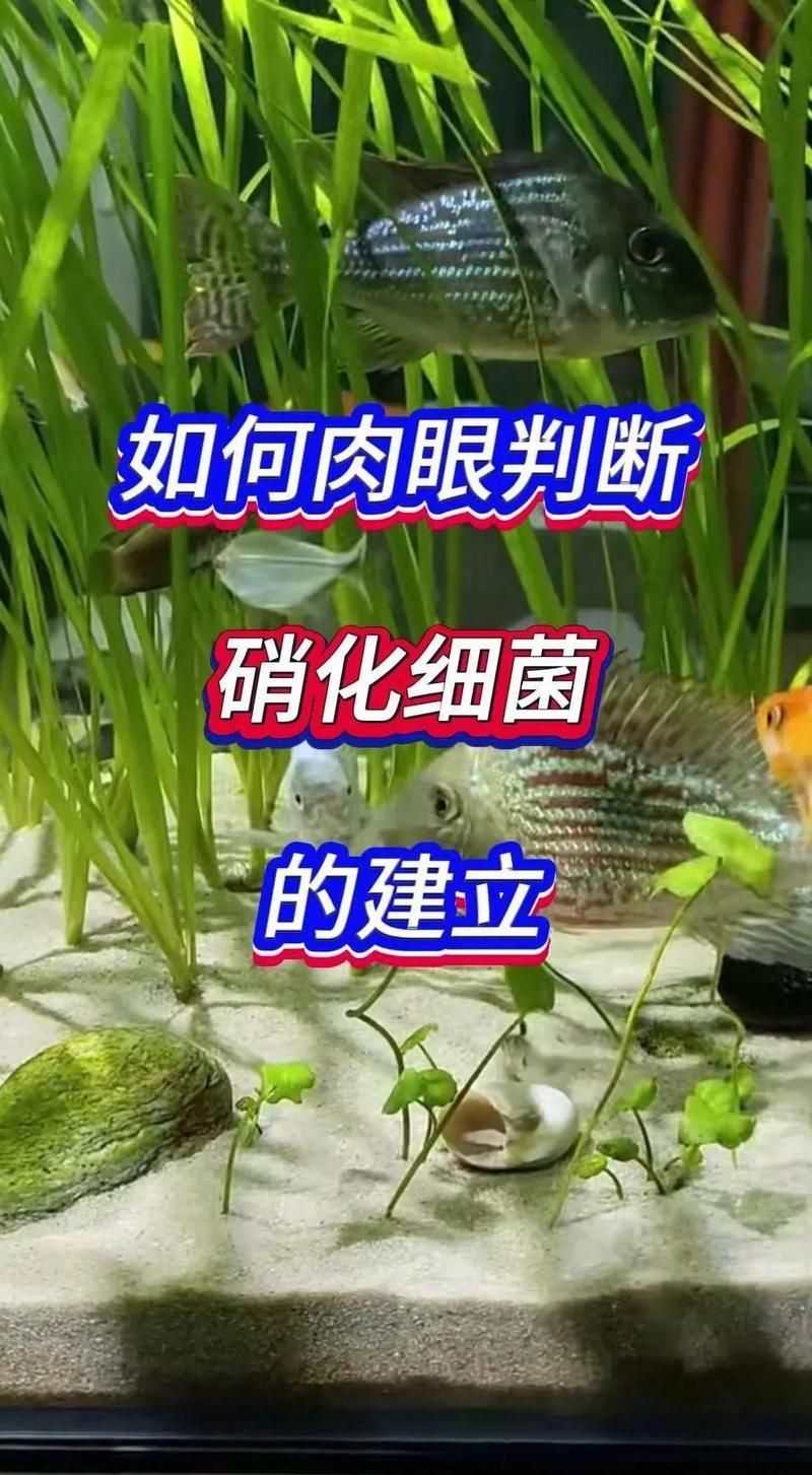 詳細(xì)解釋如何構(gòu)建穩(wěn)定的硝化系統(tǒng)，如何構(gòu)建穩(wěn)定的硝化系統(tǒng)？