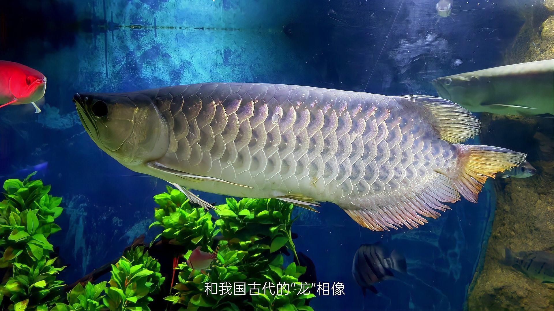 如何調整水質為龍魚適宜范圍，如何調整水質為龍魚適宜范圍？