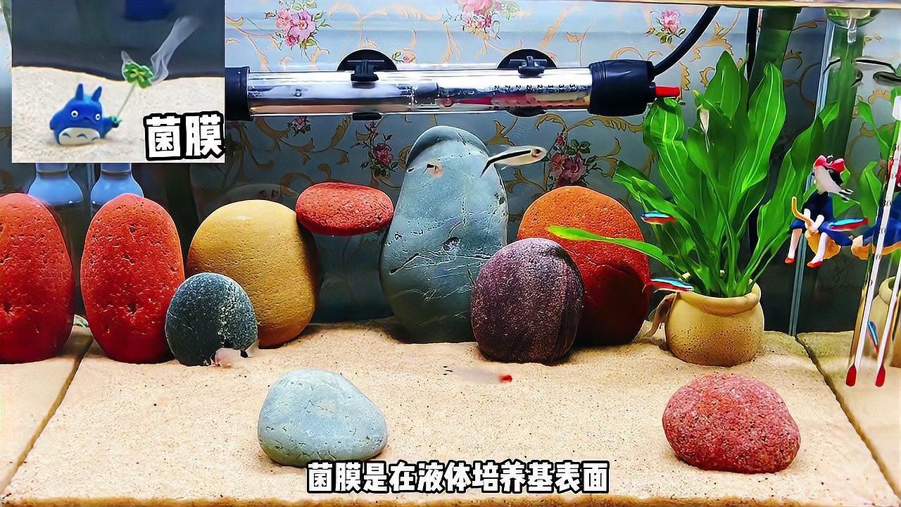 如何區(qū)分菌膜和其他白色膜，如何區(qū)分菌膜和其他白色膜？