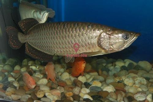 澳洲星點(diǎn)龍魚(yú)的價(jià)格是多少，澳洲星點(diǎn)龍魚(yú)價(jià)格是多少澳洲星點(diǎn)龍魚(yú)的壽命有多長(zhǎng)