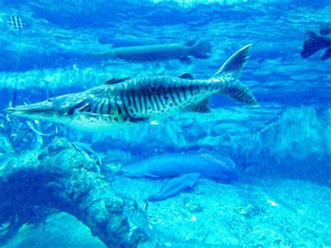 鴨嘴鯊魚，深海活化石——鴨嘴鯊