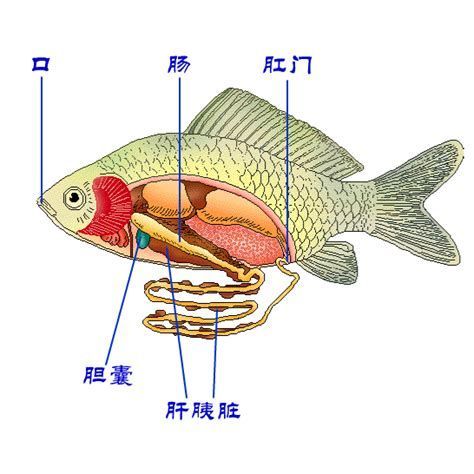 如何預防龍魚消化不良？，如何預防龍魚消化不良