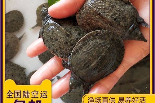 給我一些清流龍魚和清鱉的圖片，清流龍魚和清流鱉是兩種亞洲水域中的一種嗎？