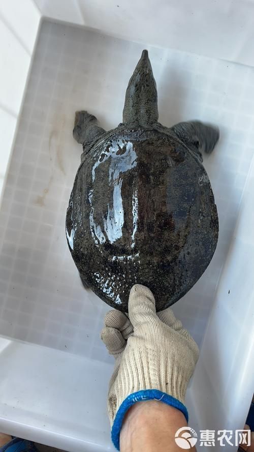給我一些清流龍魚和清鱉的圖片，清流龍魚和清流鱉是兩種亞洲水域中的一種嗎？