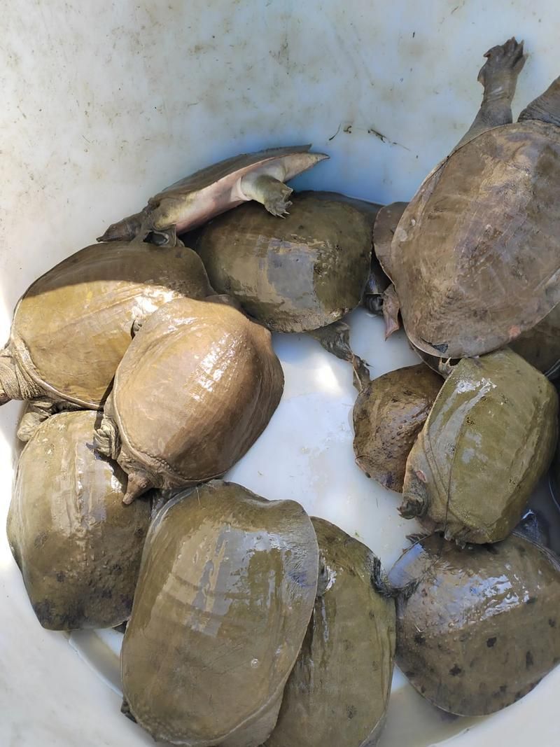 給我一些清流龍魚和清鱉的圖片，清流龍魚和清流鱉是兩種亞洲水域中的一種嗎？