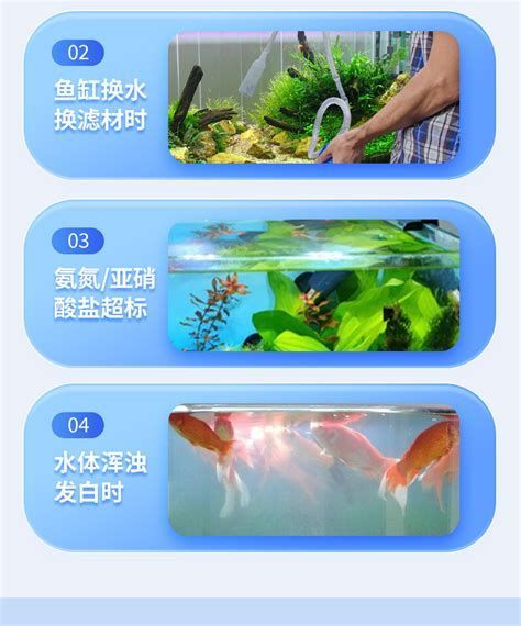 龍魚爛鰓最忌三種東西，如何預(yù)防龍魚爛鰓病