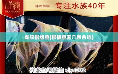 虎紋銀版魚，虎紋銀版魚（silvertigerperch/barredtigerfish）