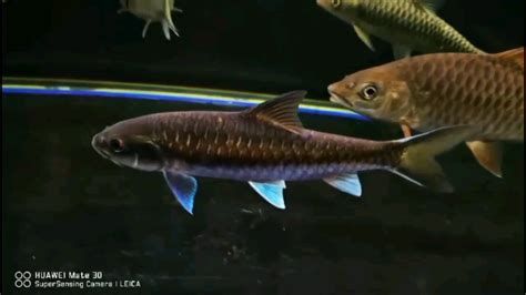虎紋銀版魚，虎紋銀版魚（silvertigerperch/barredtigerfish）