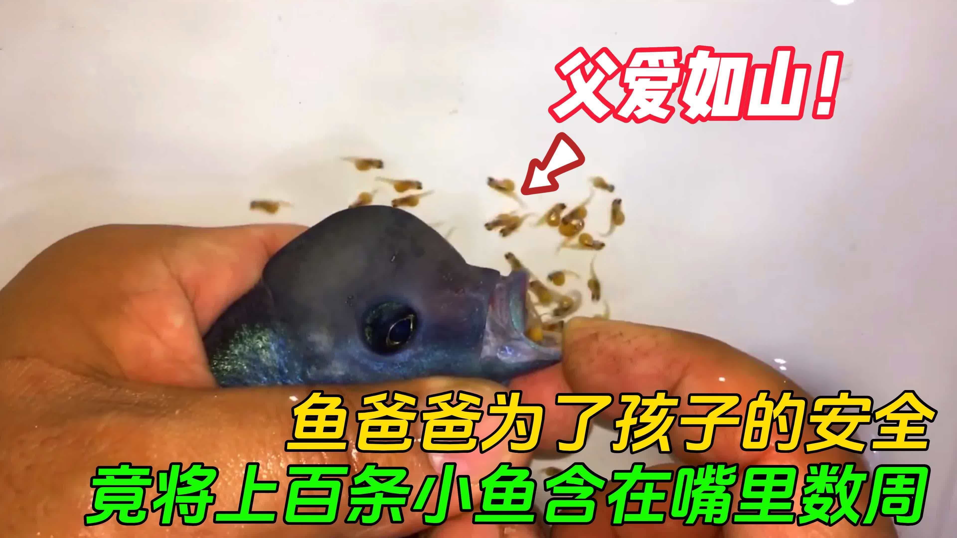 雄魚在孵化過程中扮演什么角色，雄魚在孵化過程中扮演著什么角色？