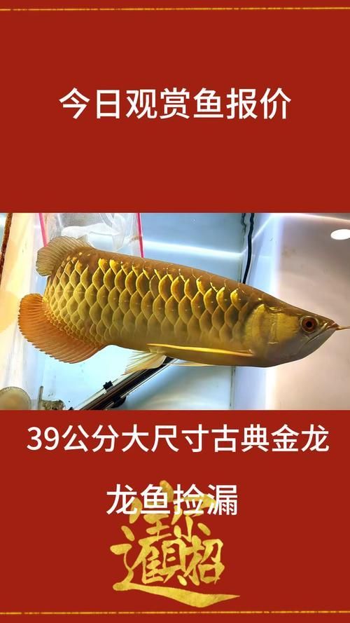 給我一些古典金龍魚爬背的圖片