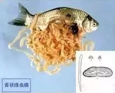 龍魚外寄生蟲怎么治療，龍魚外寄生蟲形態及治療指南,龍魚外寄生蟲圖譜
