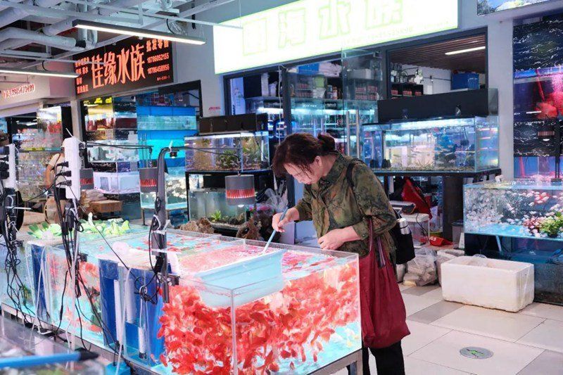 貴州龍魚有哪些知名品牌，“貴州龍魚”并非指某種原生魚類品牌，貴州龍魚品牌