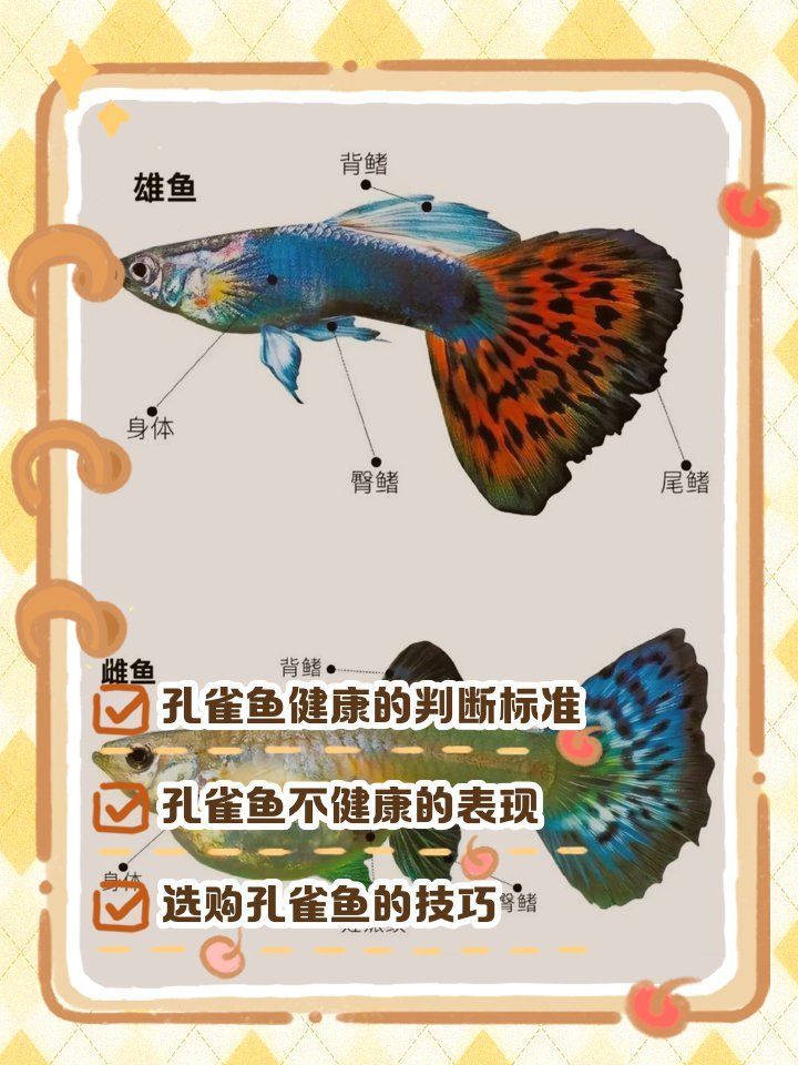 如何判斷銀龍魚和孔雀魚是否健康，如何判斷銀龍魚和孔雀魚是否健康，銀龍魚和孔雀魚是否健康