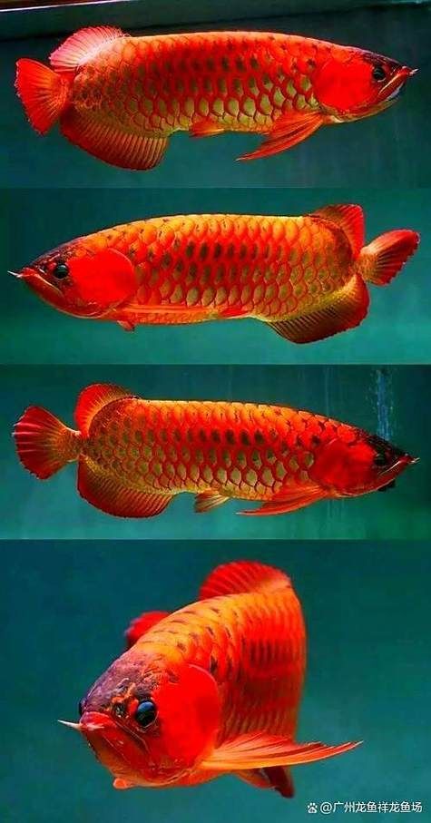 如何區分福泉龍魚的品種，如何區分福泉龍魚