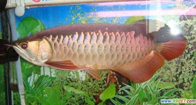 瓊中龍魚有哪些高端品種，瓊中龍魚有哪些高端品種？ 瓊中龍魚有哪些高端品種，瓊中龍魚有哪些高端品種？ 龍魚百科 第11張