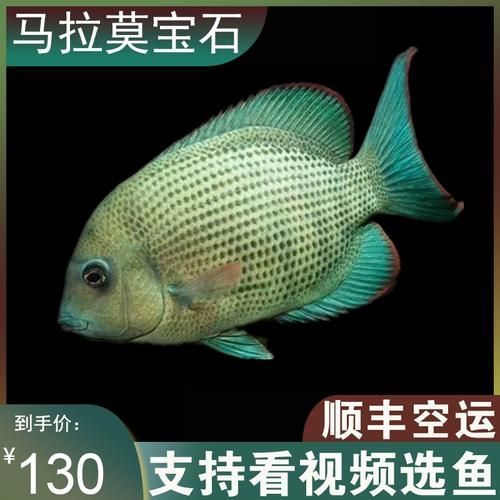 瓊中龍魚有哪些高端品種，瓊中龍魚有哪些高端品種？ 瓊中龍魚有哪些高端品種，瓊中龍魚有哪些高端品種？ 龍魚百科 第12張