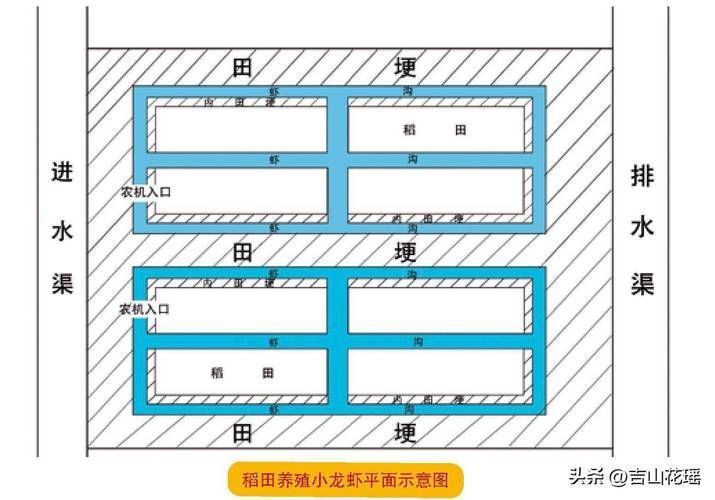 宜秀區澳洲淡水龍蝦的養殖技術如何，宜秀區澳洲淡水龍蝦養殖