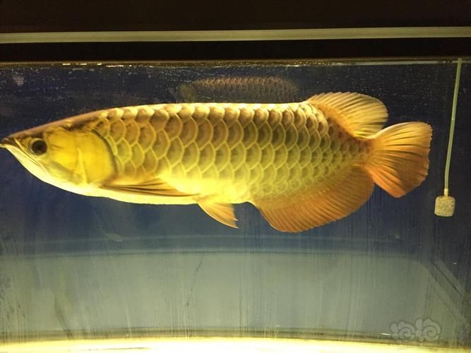 給我一些黔西龍魚的圖片，興義黔魚龍的化石發(fā)現(xiàn)時(shí)間線，幫你清晰了解它的研究歷程