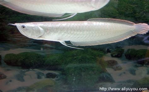 有哪些小型觀賞龍魚品種？，小型觀賞龍魚品種大全