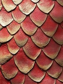 如何鑒別南皮龍魚的品質(zhì)，南皮龍魚品質(zhì)鑒別標準與傳統(tǒng)東南亞紅龍、金龍、金龍