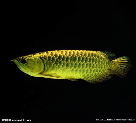 龍魚老張嘴是否需要換魚？，魚老張嘴是否需要換魚
