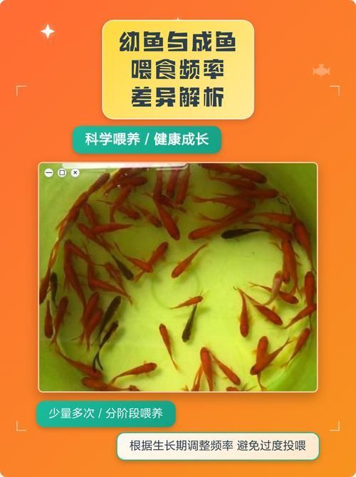 雞心作為龍魚零食的頻率應(yīng)該是多久一次？，雞心可以作為龍魚的零食嗎？