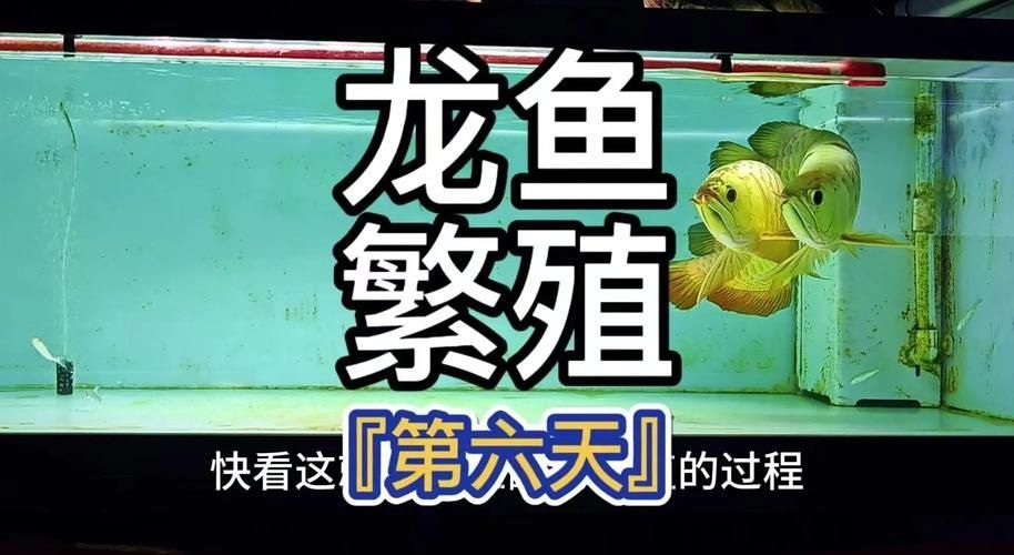 如何幫助龍魚順利排卵，如何幫助龍魚順利排卵、并換設(shè)備