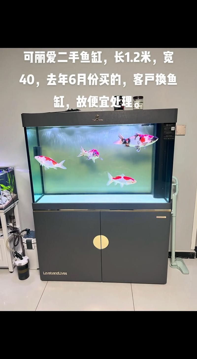 如何選擇適合的可麗魚缸系列，如何選擇適合的可麗魚缸系列？