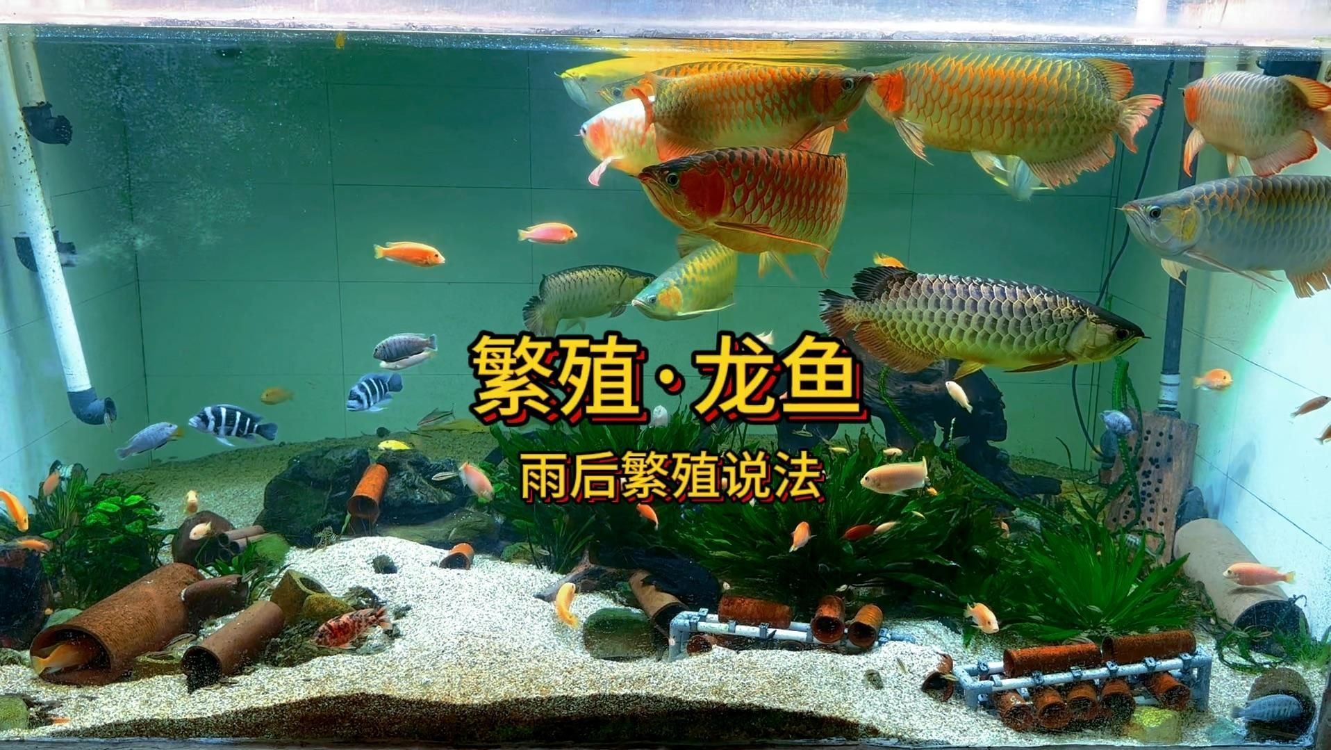如何為龍魚繁殖提供適宜環(huán)境，龍魚的繁殖技術(shù)