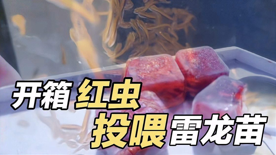 有哪些天然餌料可以促進龍魚須子再生，龍魚須子再生的優質天然餌料可以促進龍魚須子再生嗎
