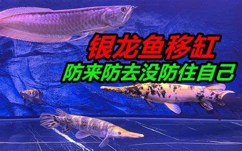 龍魚吃撐了會有什么癥狀？，龍魚吃撐會有哪些癥狀