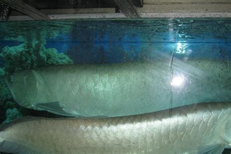 如何判斷龍魚是否適應(yīng)新水溫？，判斷龍魚是否適應(yīng)新水溫