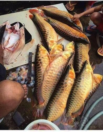 臨夏州龍魚的價(jià)格范圍是多少，臨夏州龍魚價(jià)格范圍是多少臨夏州龍魚選購避坑指南