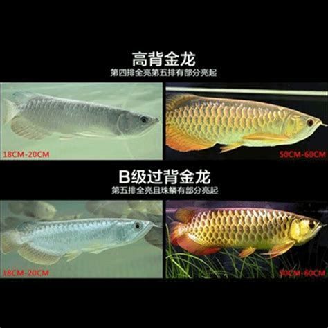 金頭藍(lán)底過背金龍，金頭藍(lán)底過背金龍對比圖（高背金龍vsb級金龍）