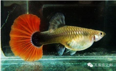 胭脂孔雀龍魚，水族界的“猛虎”——胭脂孔雀龍魚