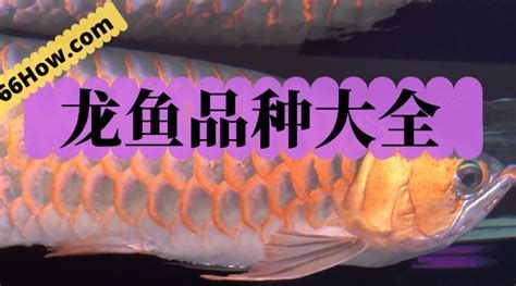 26度水溫對龍魚有哪些具體好處？，6度的水溫對龍魚有什么好處？