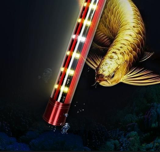 給我一些龍魚燈光的圖片示例，龍魚燈光的選擇與使用技巧