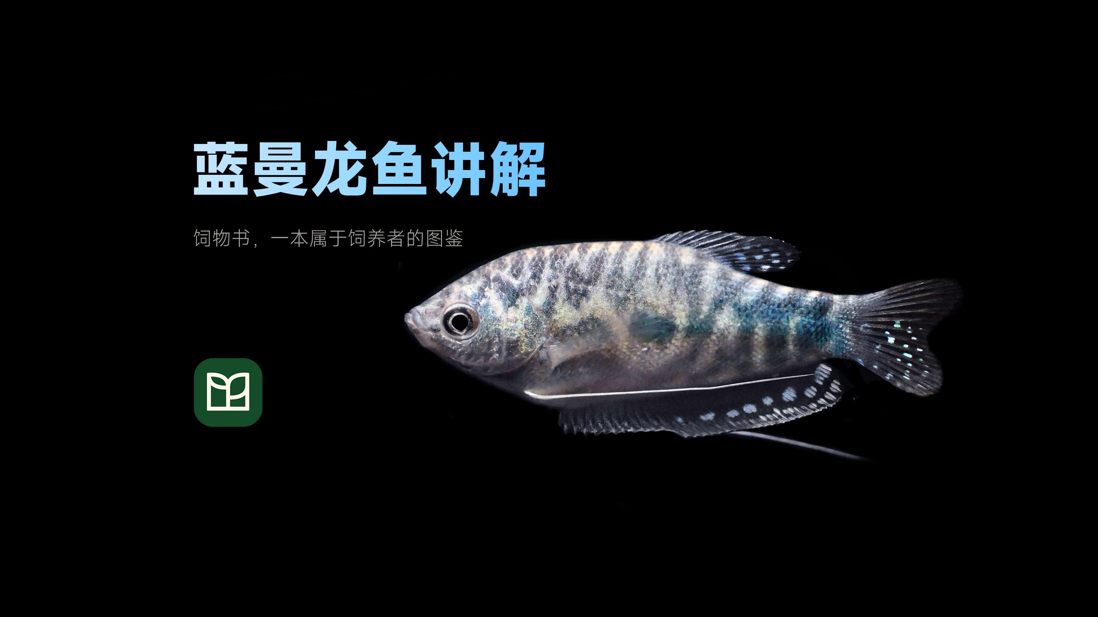 如何區(qū)分藍(lán)曼龍魚(yú)和黃曼龍魚(yú)，如何區(qū)分藍(lán)曼龍魚(yú)和黃曼龍魚(yú)？
