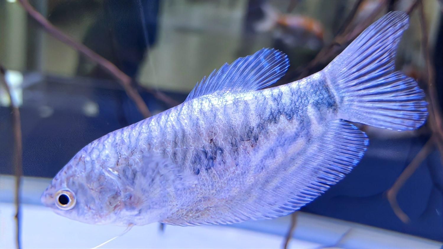 如何區(qū)分藍(lán)曼龍魚(yú)和黃曼龍魚(yú)，如何區(qū)分藍(lán)曼龍魚(yú)和黃曼龍魚(yú)？