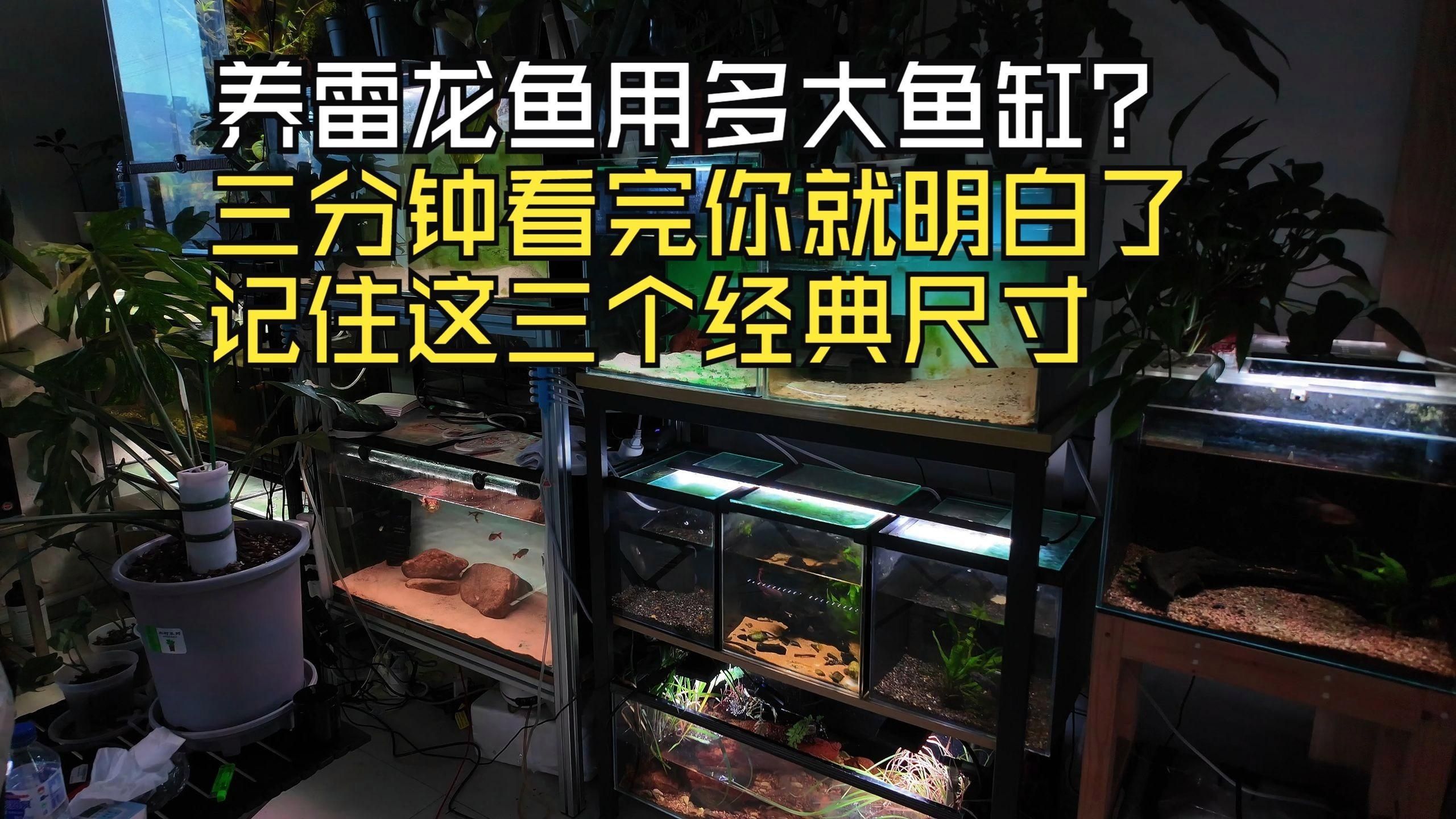 藍背龍魚幼魚期需要多大的魚缸，新景致水族館李河敏