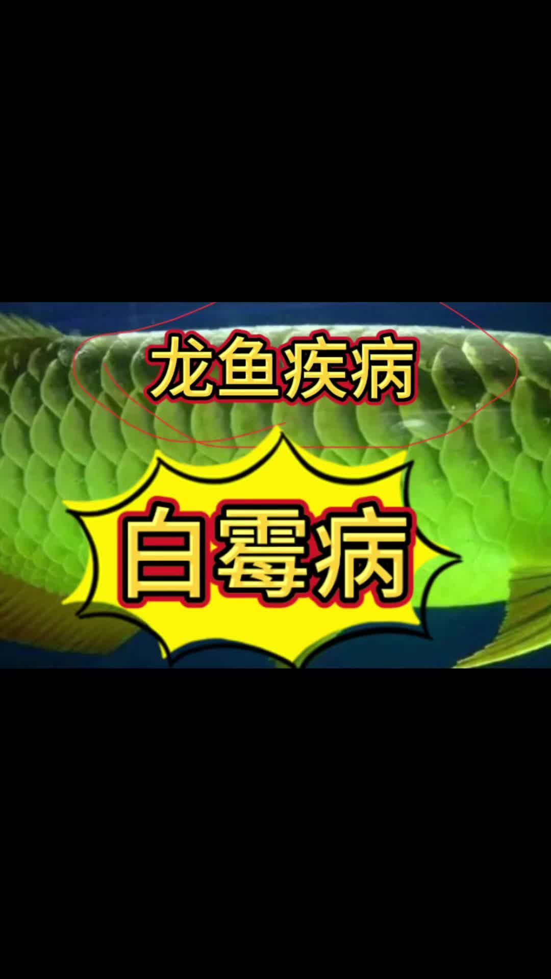 龍魚真菌感染治療方法，關于龍魚真菌感染的詳細治療方法與護理指南