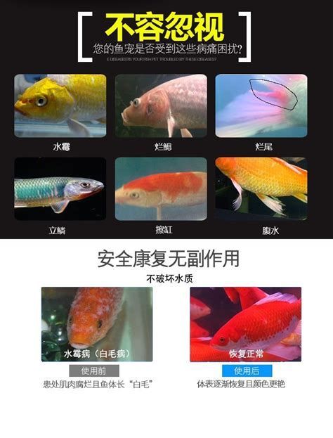 龍魚真菌感染治療方法，關于龍魚真菌感染的詳細治療方法與護理指南