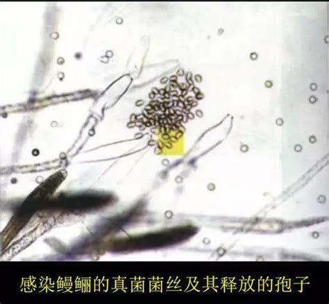 龍魚真菌感染治療方法，關于龍魚真菌感染的詳細治療方法與護理指南
